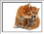 Shiba Inu, Dwa, Szczeniaki