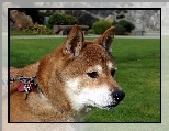 g�owa, Shiba inu