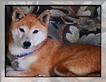 �liczny, Shiba inu, obro�a